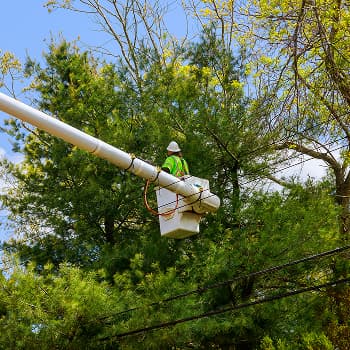 Tree Care